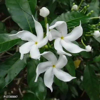 BALUBITA Hybrid Night Bloom Jasmine Plant[BB1559]-thumb0