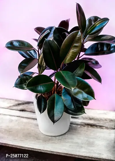 Rubber Tree Esey To Grow No Nead To Extra Care Hybrid Plant For Yor Garden And your Home-thumb0