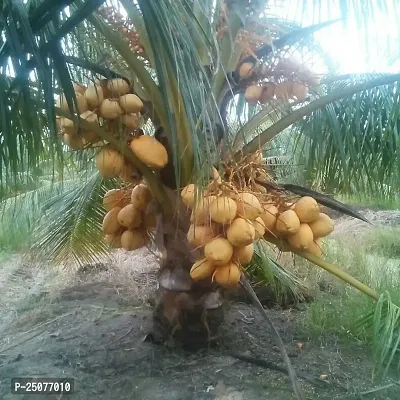 Coconut Plant Esey To Grow No Nead To Extra Care Hybrid Plant For Yor Garden And your Home-thumb0