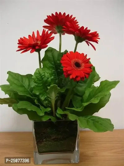 Gerbera Plant Esey To Grow No Nead To Extra Care Hybrid Plant For Yor Garden And your Home-thumb0