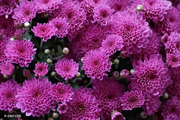 Natural Chrysanthemums/ Guldavari Plant