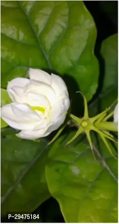 Natural Jasmine Plant-thumb0