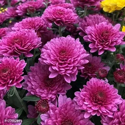 Fulmala NurseryChrysanthemums/ Guldavari Plant[FM2703]