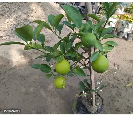 Fulmala Nursery  Lemon Plant-thumb0