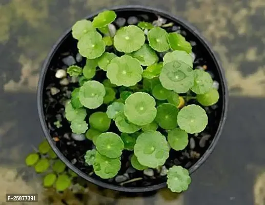 Water Pennywort Esey To Grow No Nead To Extra Care Hybrid Plant For Yor Garden And your Home-thumb0