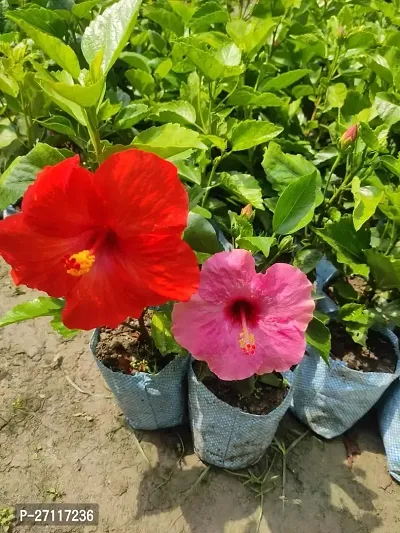 Fulmala Nursery Hybrid Hibiscus Plant[FM1380]