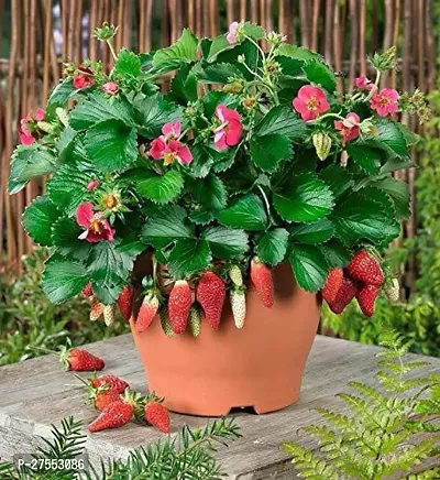 Fulmala NurseryStrawberry Plant[FM2875]-thumb0