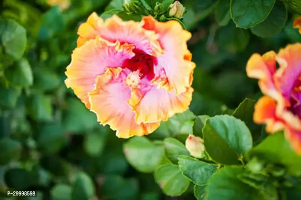 Fulmala Nursery Hibiscus Plant-thumb0