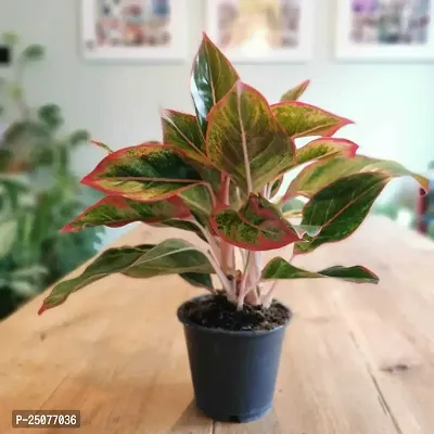 Aglaonema Plant Esey To Grow No Nead To Extra Care Hybrid Plant For Yor Garden And your Home-thumb0