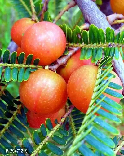 Natural Amla Plant-thumb0