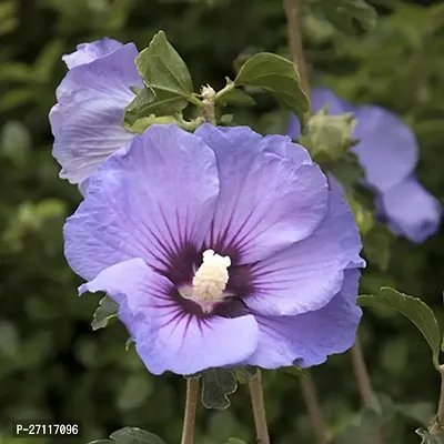 Fulmala Nursery Hybrid Hibiscus Plant[FM1243]