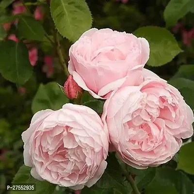 Fulmala NurseryRose Plant[FM2727]-thumb0