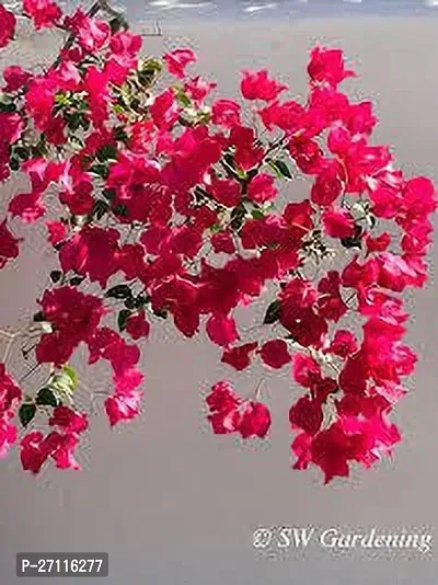 Fulmala Nursery Hybrid Baugainvillea Plant[FM946]