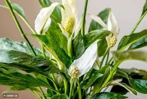 Indoor Peace Lily Plant for Natural Air Purifying and Decor