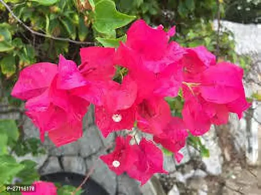 Fulmala Nursery Hybrid Baugainvillea Plant[FM840]