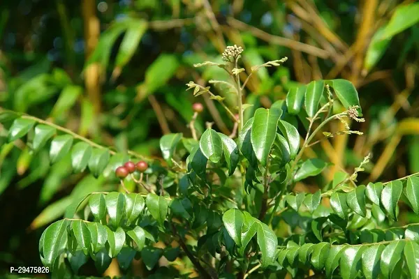 Natural Curry Leaf Plant-thumb0