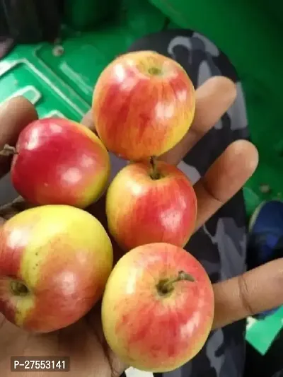 Fulmala NurseryBer Apple Plant[FM2930]