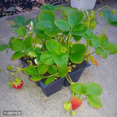 Natural Strawberry Plant-thumb0