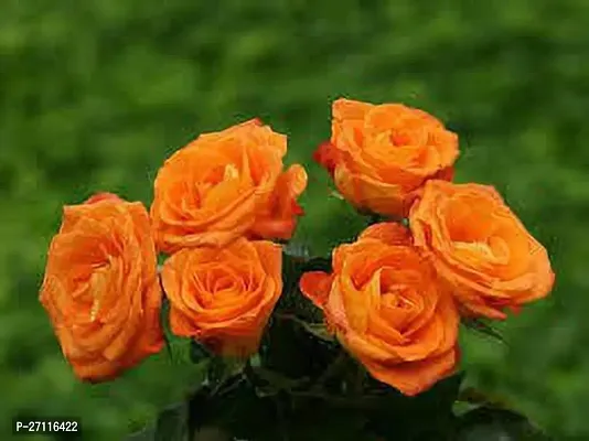 Fulmala Nursery Hybrid Rose Plant[FM1088]