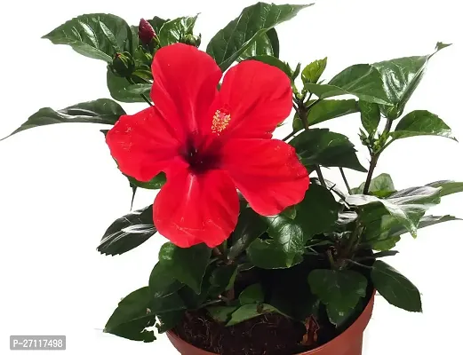 Fulmala Nursery Hybrid Hibiscus Plant[FM1575]