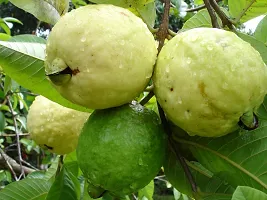 Fulama Nursery HybridGuava Plant[FM1668]-thumb1