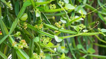 Fulmala Nursery Cissus Plant-thumb2