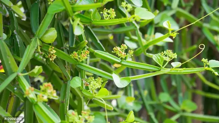 Fulmala Nursery Cissus Plant-thumb3