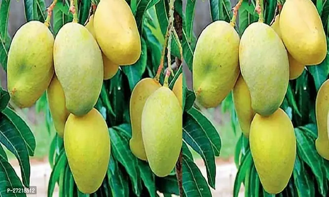 Fulama Nursery HybridMango Plant[FM1931]-thumb0