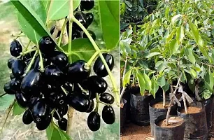 Fulmala Nursery Jamun Plant-thumb1