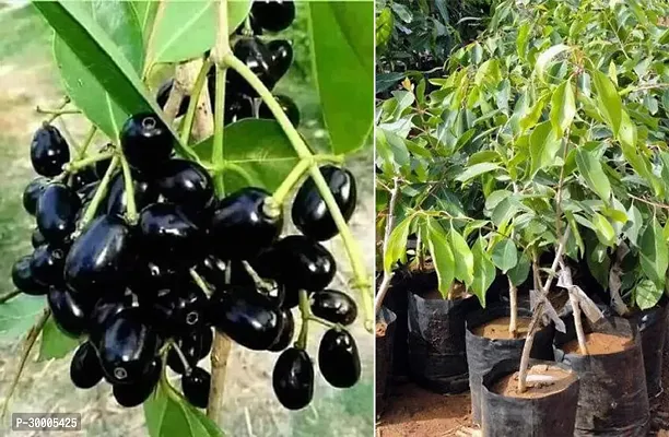 Fulmala Nursery Jamun Plant-thumb2