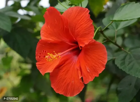 Fulmala Nursery Hybrid Hibiscus Plant[DF02]-thumb0