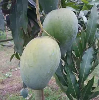 Fulmala Nursery Hybrid Mango Plant[FM843]-thumb1
