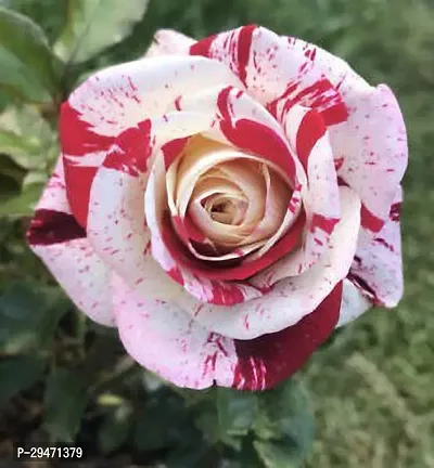 Natural Rose Plant-thumb0