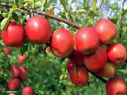 Fulmala Nursery Apple Plant