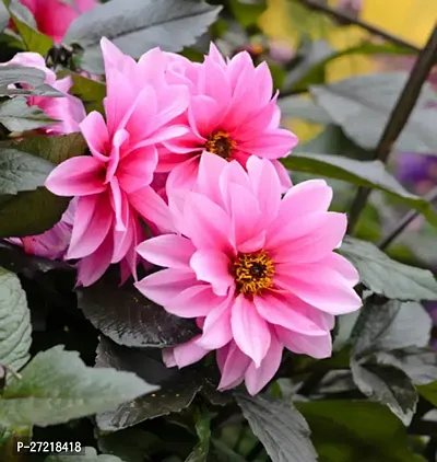 Fulama Nursery HybridDahlia Plant[FM1837]