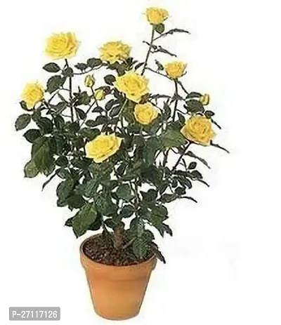 Fulmala Nursery Hybrid Rose Plant[FM1272]-thumb0