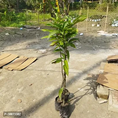 Fulmala Nursery Mango Plant