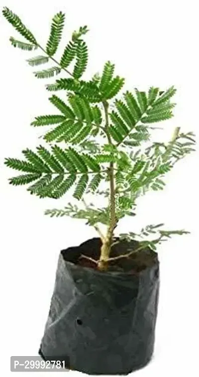 Fulmala Nursery  Shami/Jand Plant-thumb0