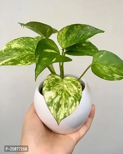 Pothos Plant Esey To Grow No Nead To Extra Care Hybrid Plant For Yor Garden And your Home-thumb0