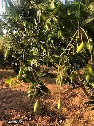 Fulmala Nursery Mango Plant