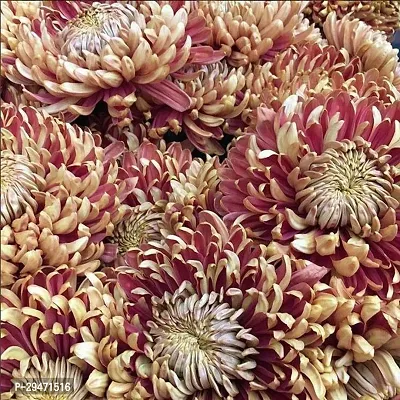 Natural Chrysanthemums/ Guldavari Plant-thumb0