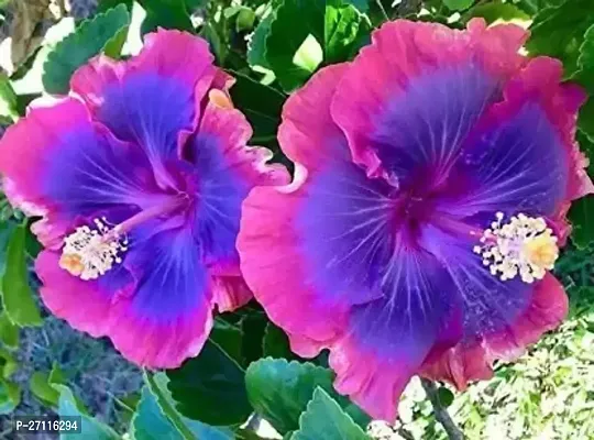 Fulmala Nursery Hybrid Hibiscus Plant[FM962]-thumb0