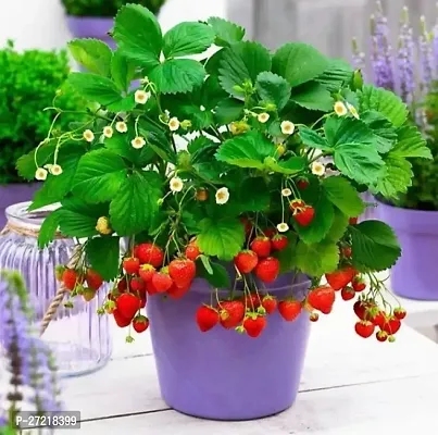 Fulama Nursery HybridStrawberry Plant[FM1818]-thumb0