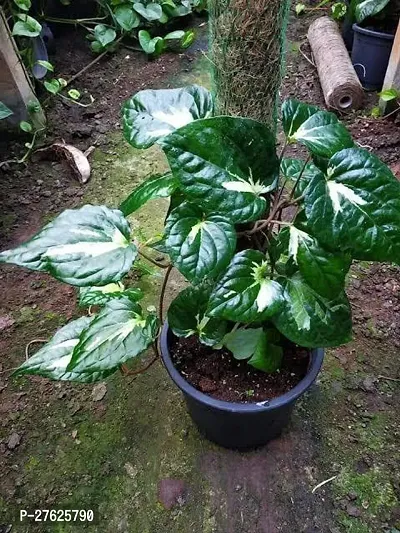 Fulmala NurseryBetel Leaf Plant[DF0545]