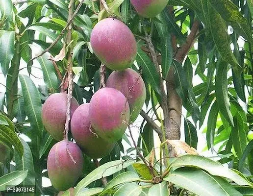 Fulmala Nursery Mango Plant