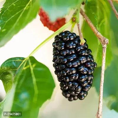 Natural Berry Plant-thumb0