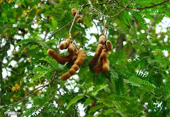 Fulmala Nursery  Tamarind Plant