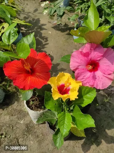 Fulmala Nursery Hibiscus Plant