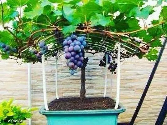 Fulmala Nursery  Grape Plant-thumb0