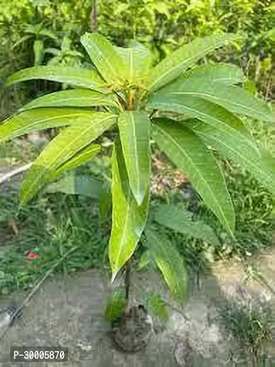 Fulmala Nursery Mango Plant-thumb0